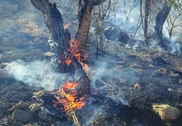 درختان سوخته در آتش بی‌خردی و نادنی، منطقه‌ی کوهدشت لرستان/ عکس: اکبر امرایی
